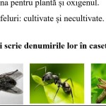 Evaluare formativă în etape la științe clasa 2 Modulul 1 ,,Vara"