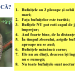 Abecedar_Cartea în viața noastră. Prezentarea Abecedarului