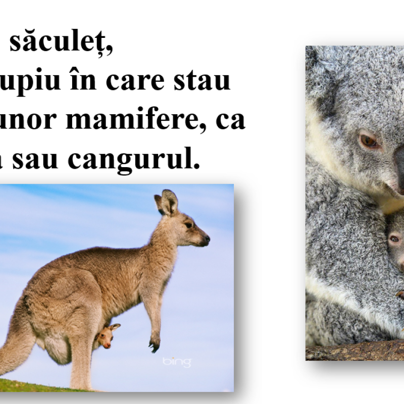 Abecedar_Litera k mic. ,,Micuțul koala”