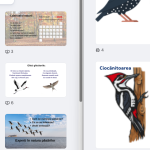 Științe. Clasa a II-a. Păsări [fișiere .PPTX .PDF]